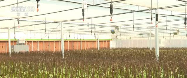 头并进 新品添巧思催热“年经济”新热力新葡京“创意+科技”“传统+新潮”齐(图1)