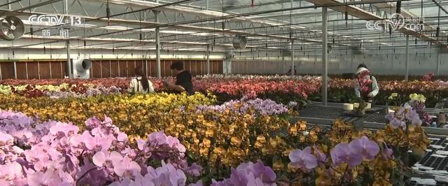 头并进 新品添巧思催热“年经济”新热力新葡京“创意+科技”“传统+新潮”齐(图18)